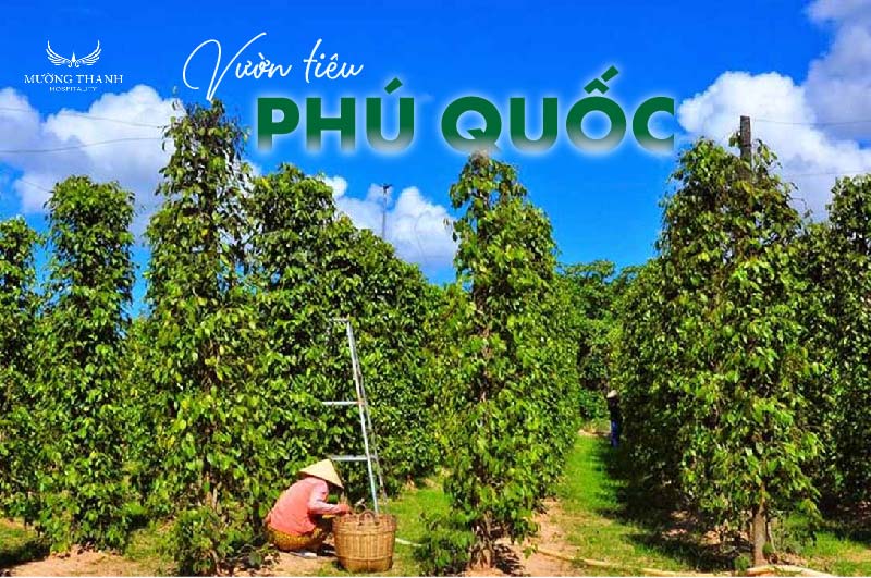 images/news/2024/07/original/vuon-tieu-phu-quoc_1720582825.jpg